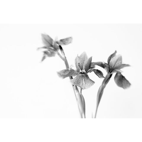 Black Iris White Modern Wood Framed Art Print by Stalus, Judy