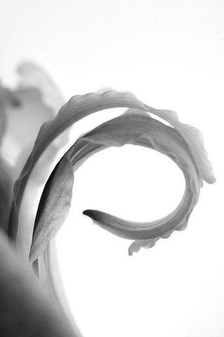 Wave Black Ornate Wood Framed Art Print with Double Matting by Stalus, Judy