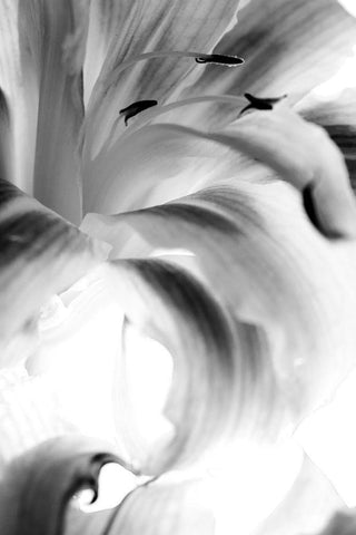 Explosion White Modern Wood Framed Art Print with Double Matting by Stalus, Judy