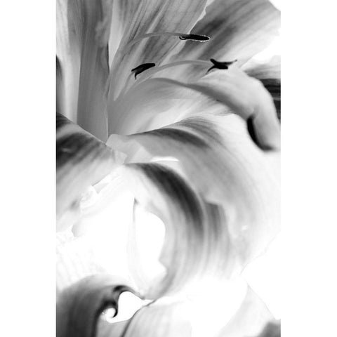 Explosion White Modern Wood Framed Art Print by Stalus, Judy