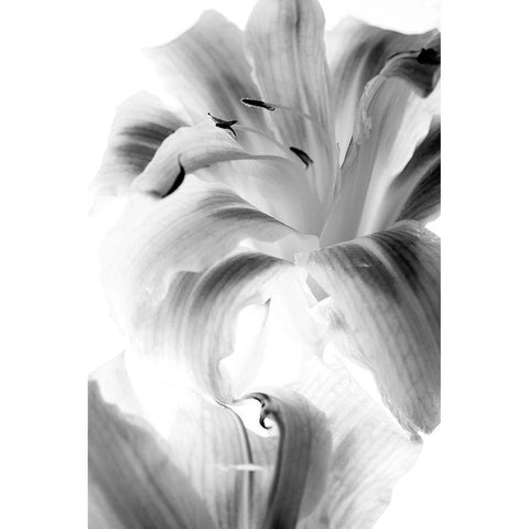 Burst Black Modern Wood Framed Art Print with Double Matting by Stalus, Judy