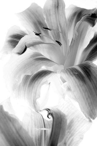 Burst White Modern Wood Framed Art Print with Double Matting by Stalus, Judy