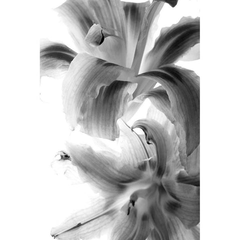 Fire Works White Modern Wood Framed Art Print by Stalus, Judy