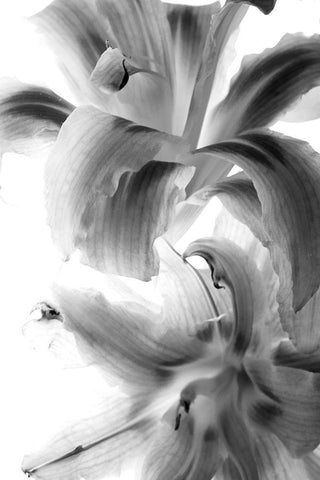 Fire Works White Modern Wood Framed Art Print with Double Matting by Stalus, Judy