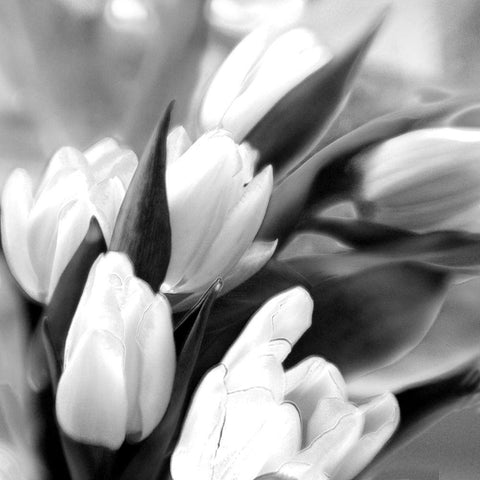 Tulip Dream Black Modern Wood Framed Art Print with Double Matting by Stalus, Judy