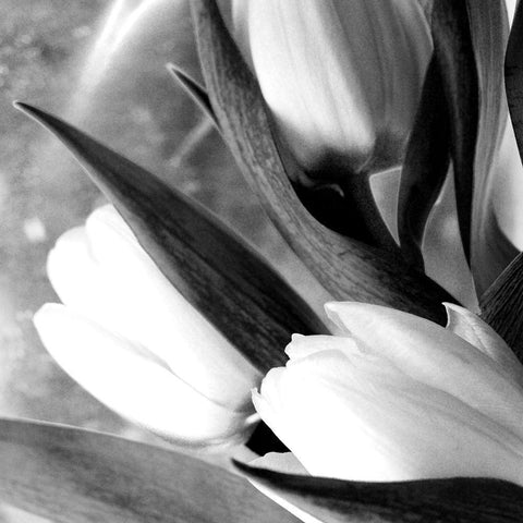 Refresh White Modern Wood Framed Art Print with Double Matting by Stalus, Judy