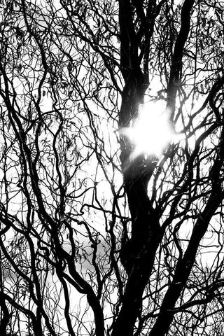 Break Through Black Ornate Wood Framed Art Print with Double Matting by Stalus, Judy