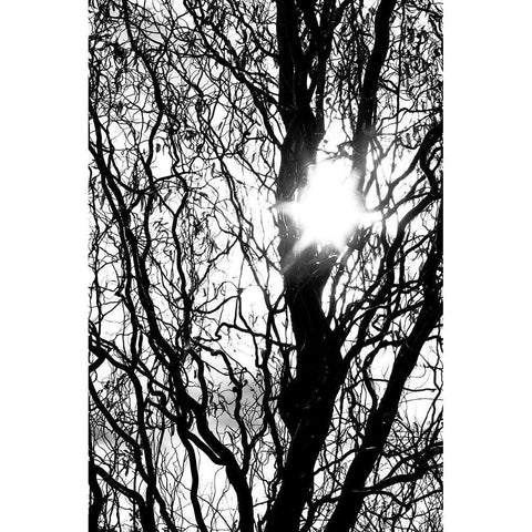 Break Through Black Modern Wood Framed Art Print with Double Matting by Stalus, Judy