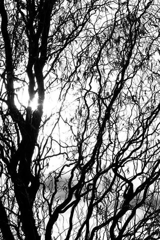 Miracle Black Ornate Wood Framed Art Print with Double Matting by Stalus, Judy