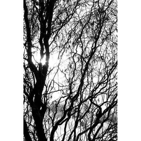 Miracle Black Modern Wood Framed Art Print by Stalus, Judy