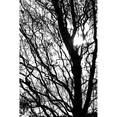 remember White Modern Wood Framed Art Print by Stalus, Judy