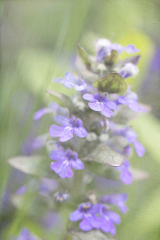 Blue Morning Black Ornate Wood Framed Art Print with Double Matting by Stalus, Judy