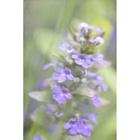 Blue Morning Black Modern Wood Framed Art Print by Stalus, Judy