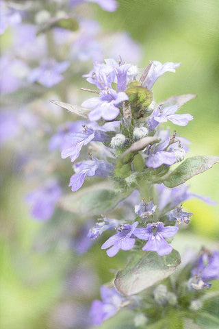 Blue Light Black Ornate Wood Framed Art Print with Double Matting by Stalus, Judy