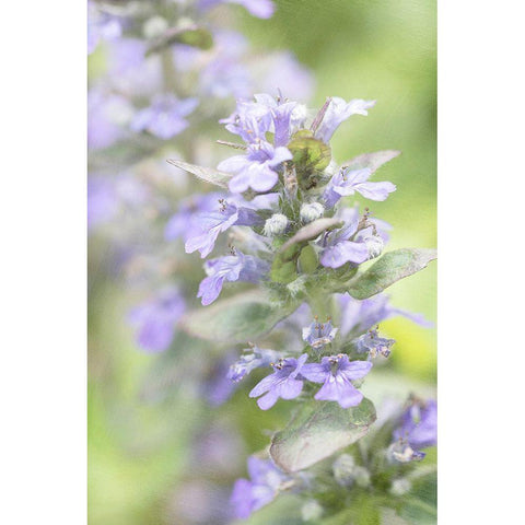 Blue Light White Modern Wood Framed Art Print by Stalus, Judy