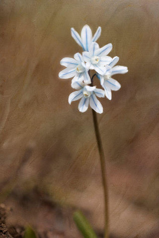 Spring Black Ornate Wood Framed Art Print with Double Matting by Stalus, Judy