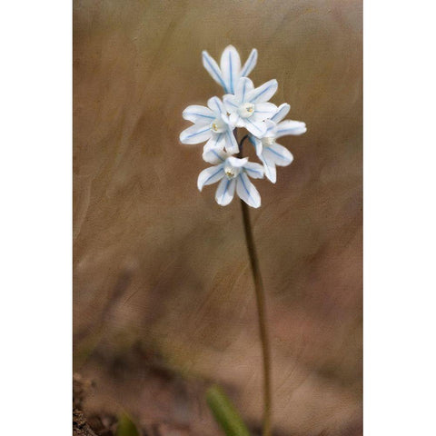 Spring Black Modern Wood Framed Art Print by Stalus, Judy