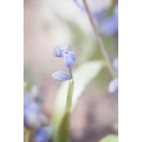 Scilla White Modern Wood Framed Art Print by Stalus, Judy