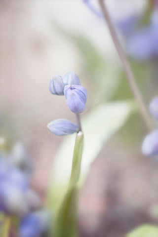 Scilla White Modern Wood Framed Art Print with Double Matting by Stalus, Judy