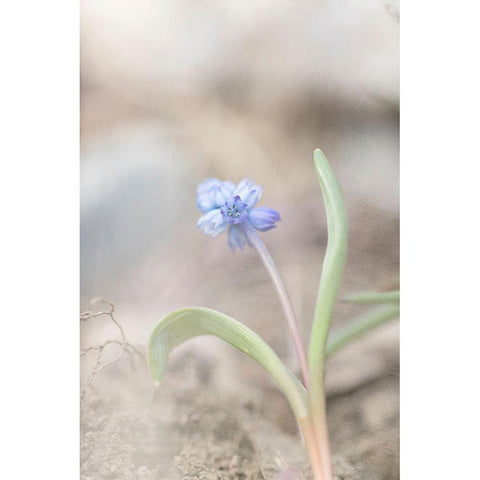 Spring Morning Black Modern Wood Framed Art Print by Stalus, Judy