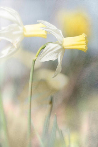 Jonquil White Modern Wood Framed Art Print with Double Matting by Stalus, Judy