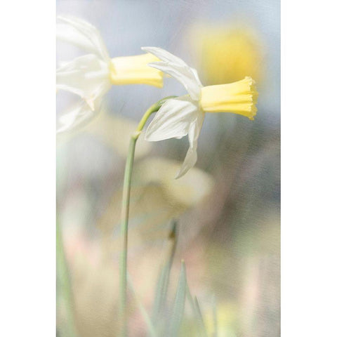Jonquil Black Modern Wood Framed Art Print by Stalus, Judy