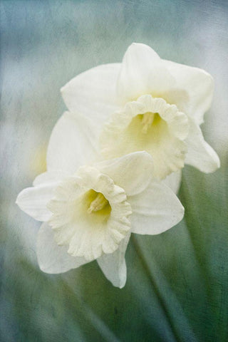 White Daffodils White Modern Wood Framed Art Print with Double Matting by Stalus, Judy