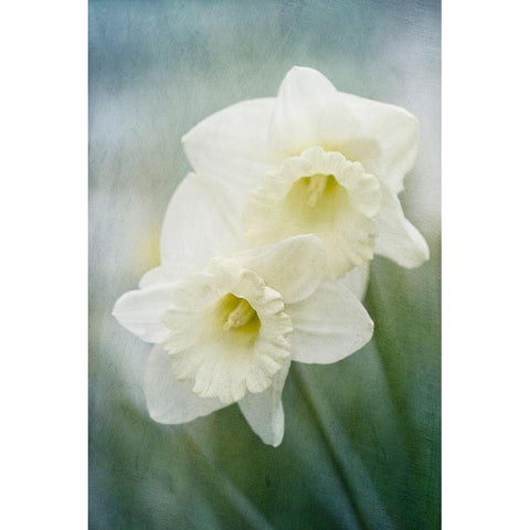 White Daffodils White Modern Wood Framed Art Print by Stalus, Judy