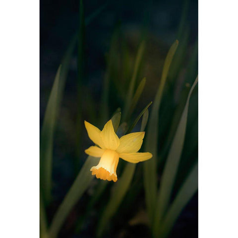 Narcissus Black Modern Wood Framed Art Print by Stalus, Judy