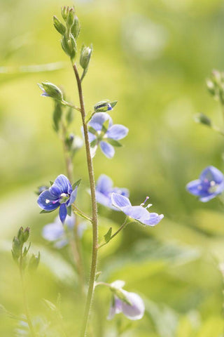 Sunny Day Black Ornate Wood Framed Art Print with Double Matting by Stalus, Judy