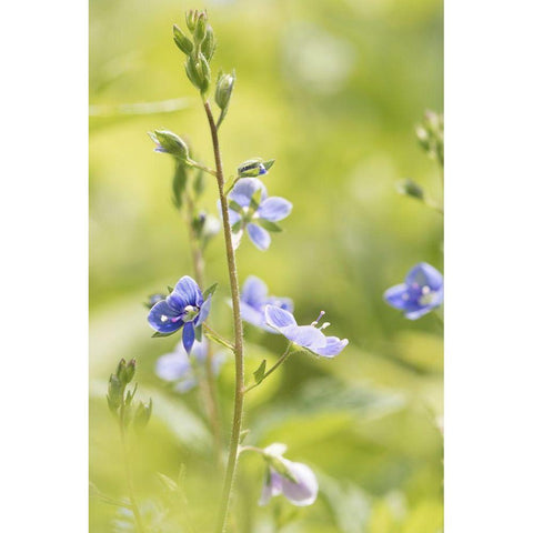 Sunny Day Gold Ornate Wood Framed Art Print with Double Matting by Stalus, Judy