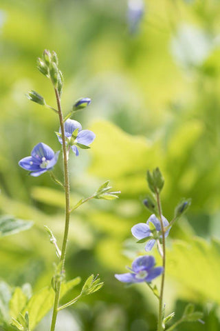 Meadow White Modern Wood Framed Art Print with Double Matting by Stalus, Judy