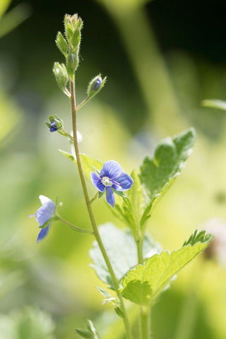 Sunshine Black Ornate Wood Framed Art Print with Double Matting by Stalus, Judy