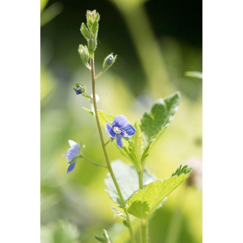 Sunshine Black Modern Wood Framed Art Print by Stalus, Judy