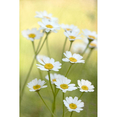 Daisies Black Modern Wood Framed Art Print with Double Matting by Stalus, Judy