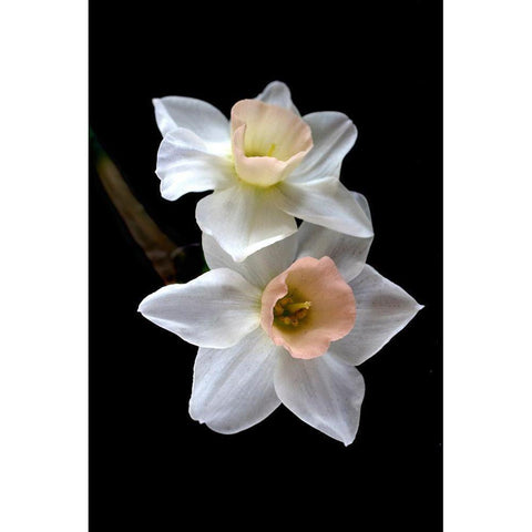 Pink Narcissus Black Modern Wood Framed Art Print with Double Matting by Stalus, Judy