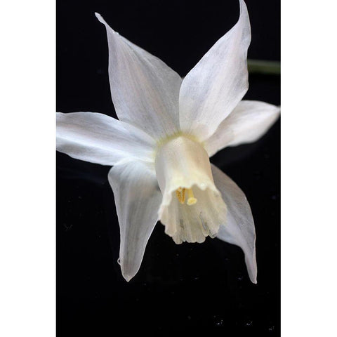 White Jonquil White Modern Wood Framed Art Print by Stalus, Judy