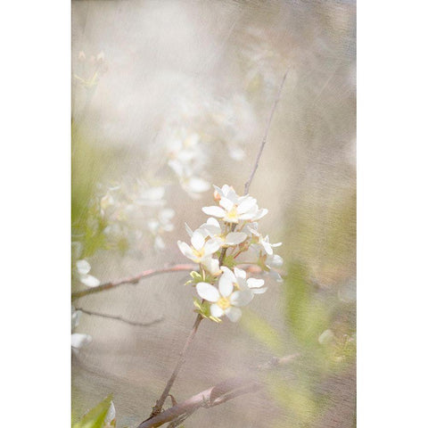 Mystery White Modern Wood Framed Art Print by Stalus, Judy