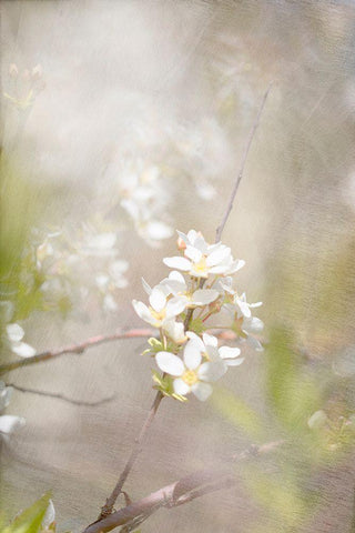 Mystery Black Ornate Wood Framed Art Print with Double Matting by Stalus, Judy