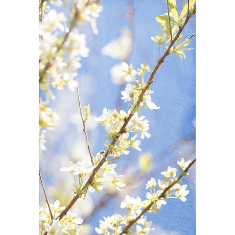 Blue Sky Black Modern Wood Framed Art Print with Double Matting by Stalus, Judy