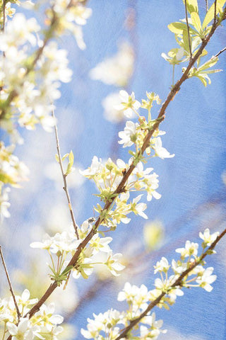 Blue Sky White Modern Wood Framed Art Print with Double Matting by Stalus, Judy