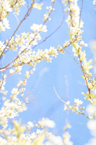 Blue Day Black Ornate Wood Framed Art Print with Double Matting by Stalus, Judy