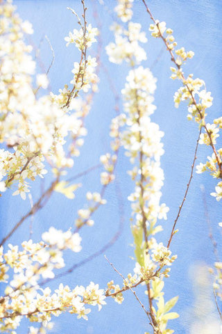 Blue Morning White Modern Wood Framed Art Print with Double Matting by Stalus, Judy