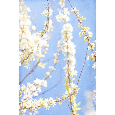 Blue Morning Black Modern Wood Framed Art Print with Double Matting by Stalus, Judy