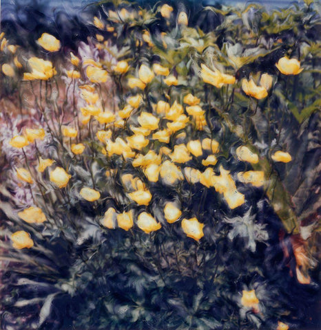 Buttercups Black Ornate Wood Framed Art Print with Double Matting by Stalus, Judy