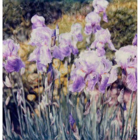 Iris Garden White Modern Wood Framed Art Print by Stalus, Judy