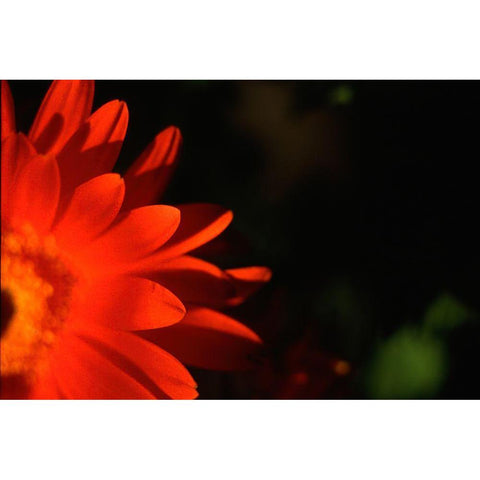 Red Sun Black Modern Wood Framed Art Print with Double Matting by Stalus, Judy