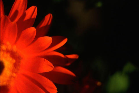 Red Sun Black Ornate Wood Framed Art Print with Double Matting by Stalus, Judy