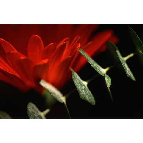 Red Daisy White Modern Wood Framed Art Print by Stalus, Judy