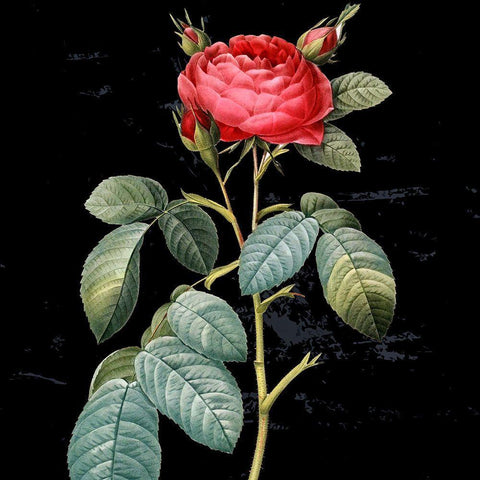 In Bloom II Gold Ornate Wood Framed Art Print with Double Matting by Smith, Karen